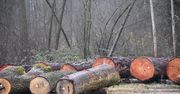 Radom. Najcenniejsze drewno z Lasów Państwowych sprzedane