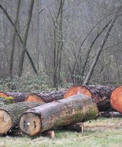 Radom. Najcenniejsze drewno z Lasów Państwowych sprzedane