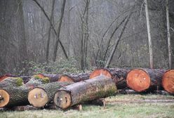 Radom. Najcenniejsze drewno z Lasów Państwowych sprzedane