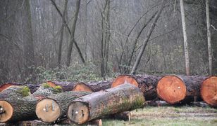 Radom. Najcenniejsze drewno z Lasów Państwowych sprzedane