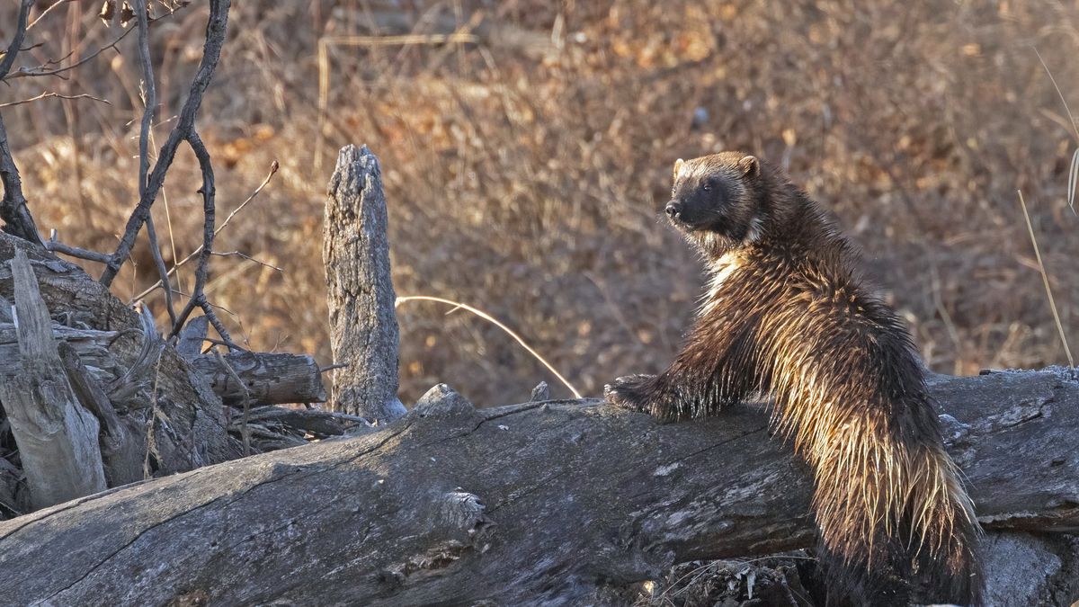 Gordon Cooke chciał zrobić zdjęcia rybołowom, lecz nagle pojawił się rosomak, który skradł wszystkie kadry.