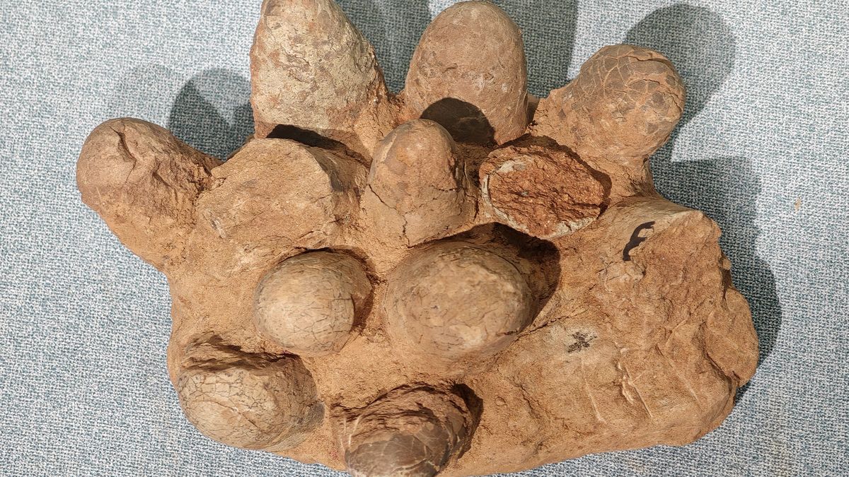A fossilized dinosaur egg is being displayed at the Geological Museum of China in Beijing, China, on May 2, 2024. (Photo by Costfoto/NurPhoto via Getty Images)