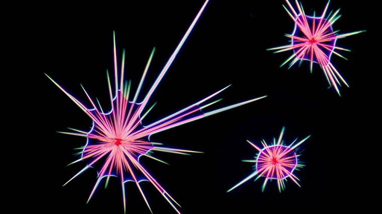 Nano piękno na zdjęciach z mikroskopu 1