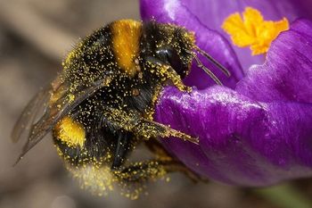 Złożone procesy poznawcze. Nauczyły się odczytywać komunikaty świetlne