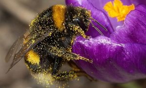 Złożone procesy poznawcze. Nauczyły się odczytywać komunikaty świetlne