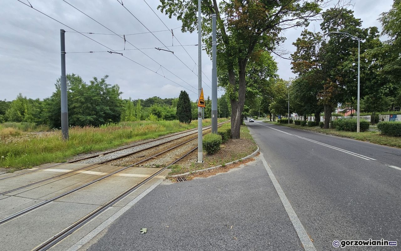 Gorzów: Rozbudowa ul. Walczaka zatrzymana przez lipy. 20 lat później wciąż nie ma planu