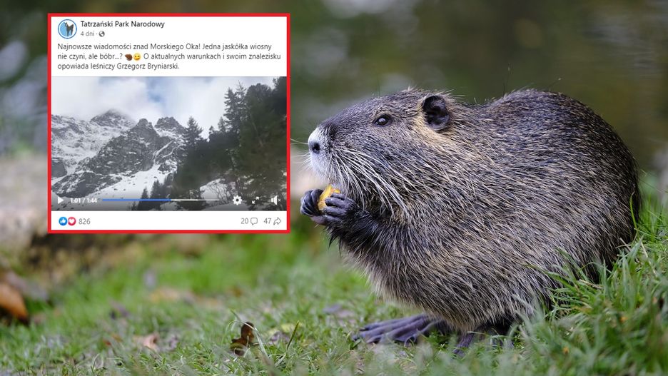 Bóbr z Tatr przetrwał kolejną zimę nad Morskim Okiem