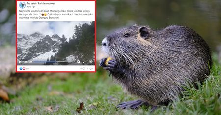 Bóbr w Tatrach przetrwał zimę. Niezwykły mieszkaniec zwiastuje wiosnę