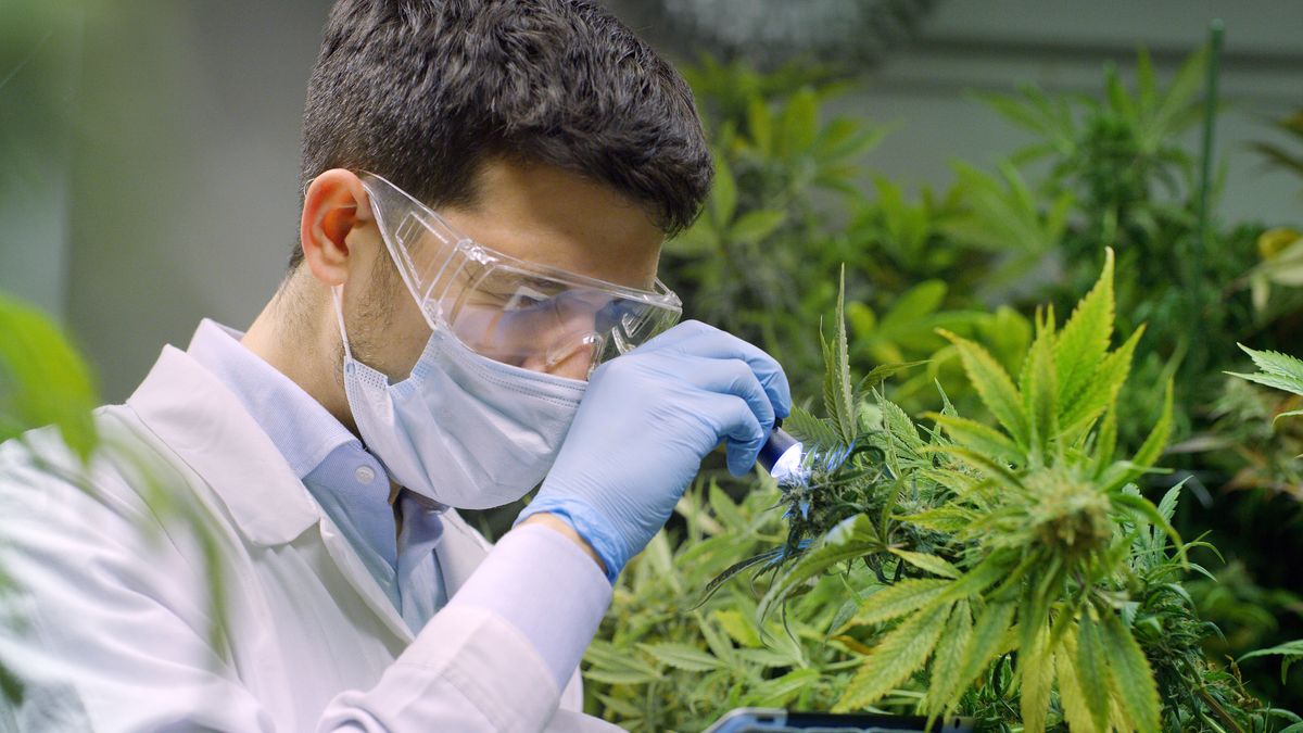 Vabun próbuje swoich sił w biznesie konopnym.