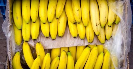 Kokaina o wartości ok. 5 mln zł w pudełku z bananami w Biedronce. Sieć zabrała głos