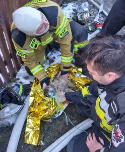 Podhale. Strażacy reanimowali psa