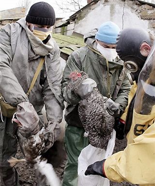 Groźny wirus H5N1 na Ukrainie