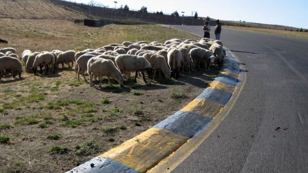 Do czego służy 3 tys. owiec na torze wyścigowym? 1