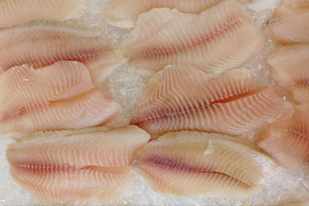 Bardzo zdrowa ryba wciąż pomijana. Nie kumuluje rtęci, wybornie smakuje