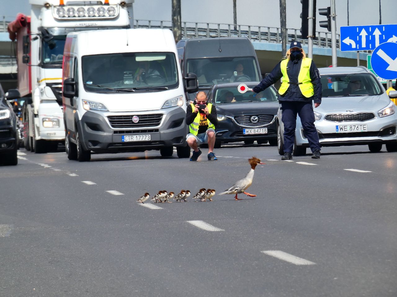 Warszawa. Samica nurogęsi z młodymi w drodze z Agrykoli do portu Czerniakowskiego mija Wisłostradę