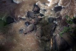 Tajlandia. Sześć słoni utopiło się w wodospadzie na terenie parku narodowego