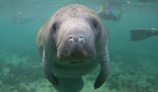 Manat urodzony we wrocławskim zoo. Można wymyślić mu imię