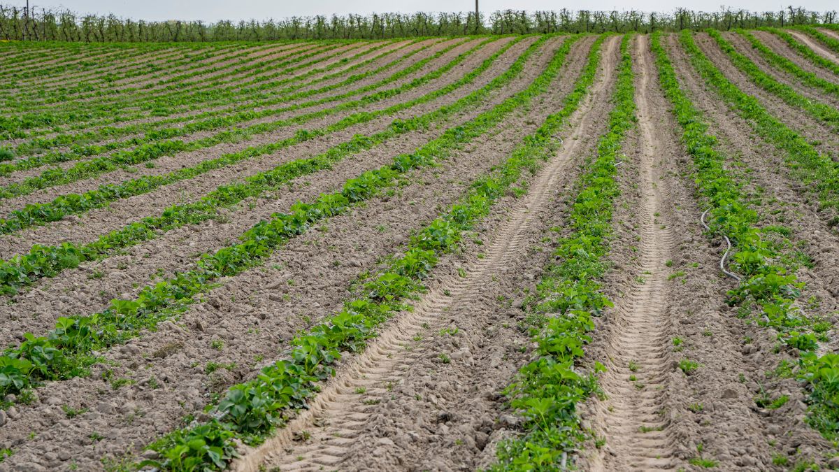 Kiedy pojawią się pierwsze polskie truskawki? 