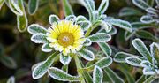 Nocne spadki temperatur w Polsce. Lokalnie -8°C przy gruncie