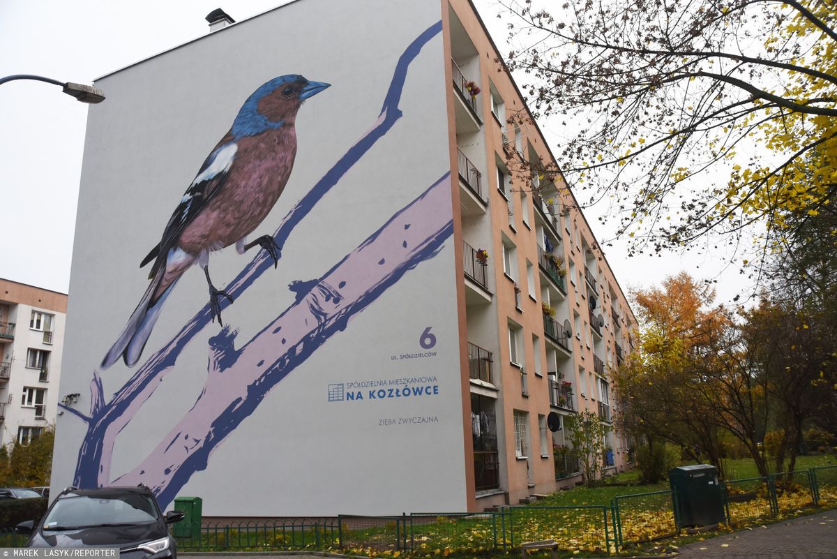 "Ptasie bloki" w Krakowie. Mieszkańcy pokochali nowe murale