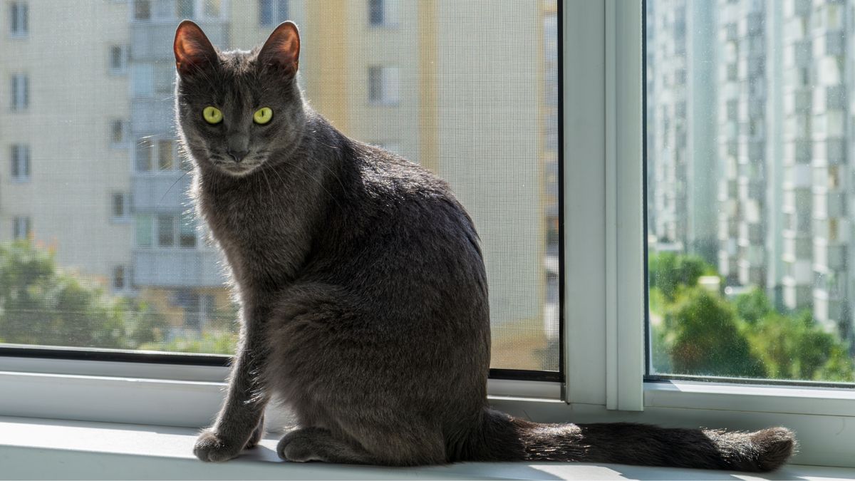 Kot nie skacze? Zwróć uwagę, co robi przed skokiem