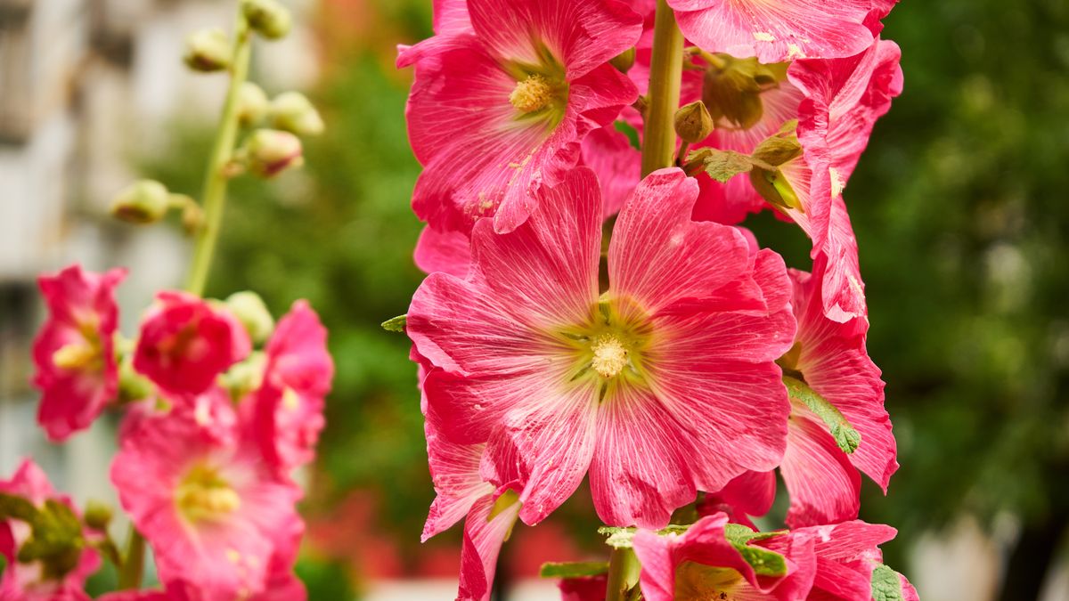 Malwa może kwitnąć przez całe lato