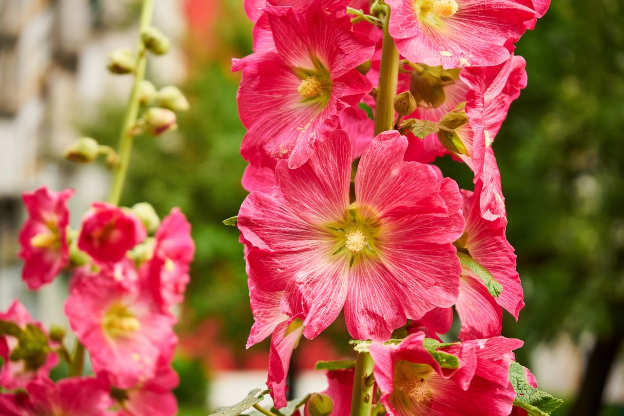 Kiedy siać malwę? Zrób to w odpowiednim terminie