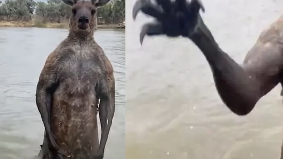 Kangur zaatakował mężczyznę