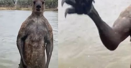 Wideo z Australii obiegło sieć. "Nie mogę odzobaczyć"