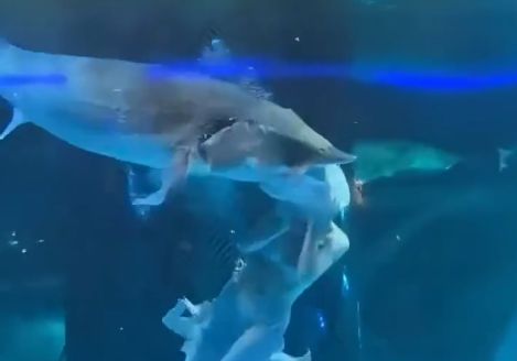 Horror w oceanarium