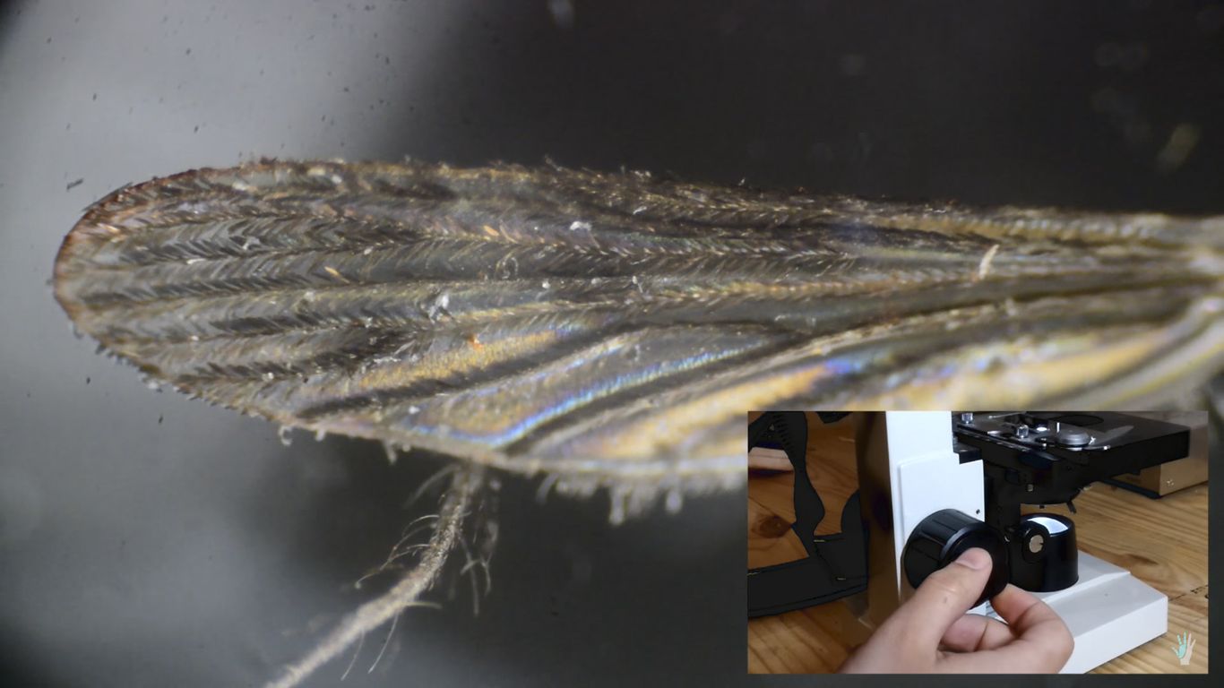Zobacz, jak wykonać "Focus Stacking" przy użyciu mikroskopu 3