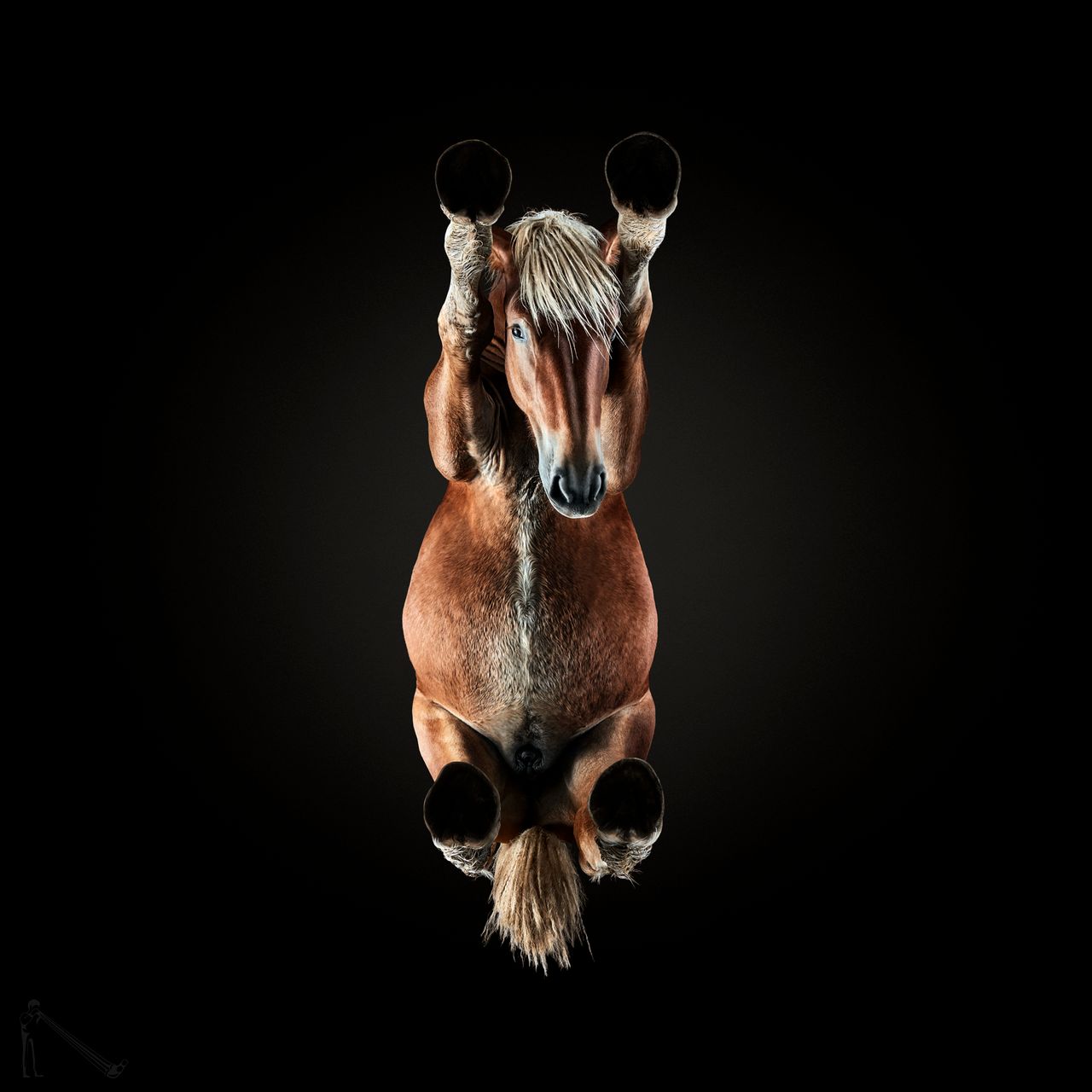 Dla tych, którzy nie wiedzą, jak dokładnie wygląda koń, Andrius Burba stworzył projekt fotograficzny, w którym koncentruje się na niecodziennej perspektywie spojrzenia na zwierzęta. Normalnie widzimy konie z przodu lub z boku, ewentualnie z perspektywy jeźdźca, ale nie sądzę, by wszyscy wiedzieli, jak wygląda końskie „podwozie”.