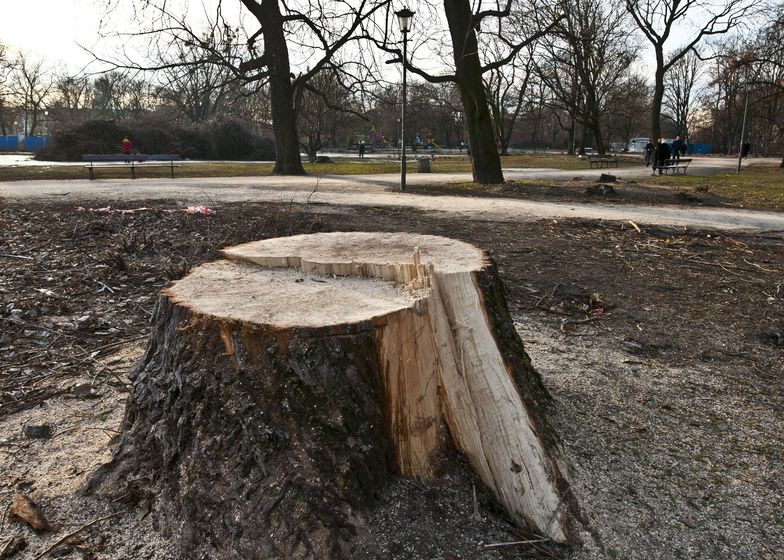 Wycinka drzew. Firmy nie mogą opędzić się od zleceń. "Jest szaleństwo"