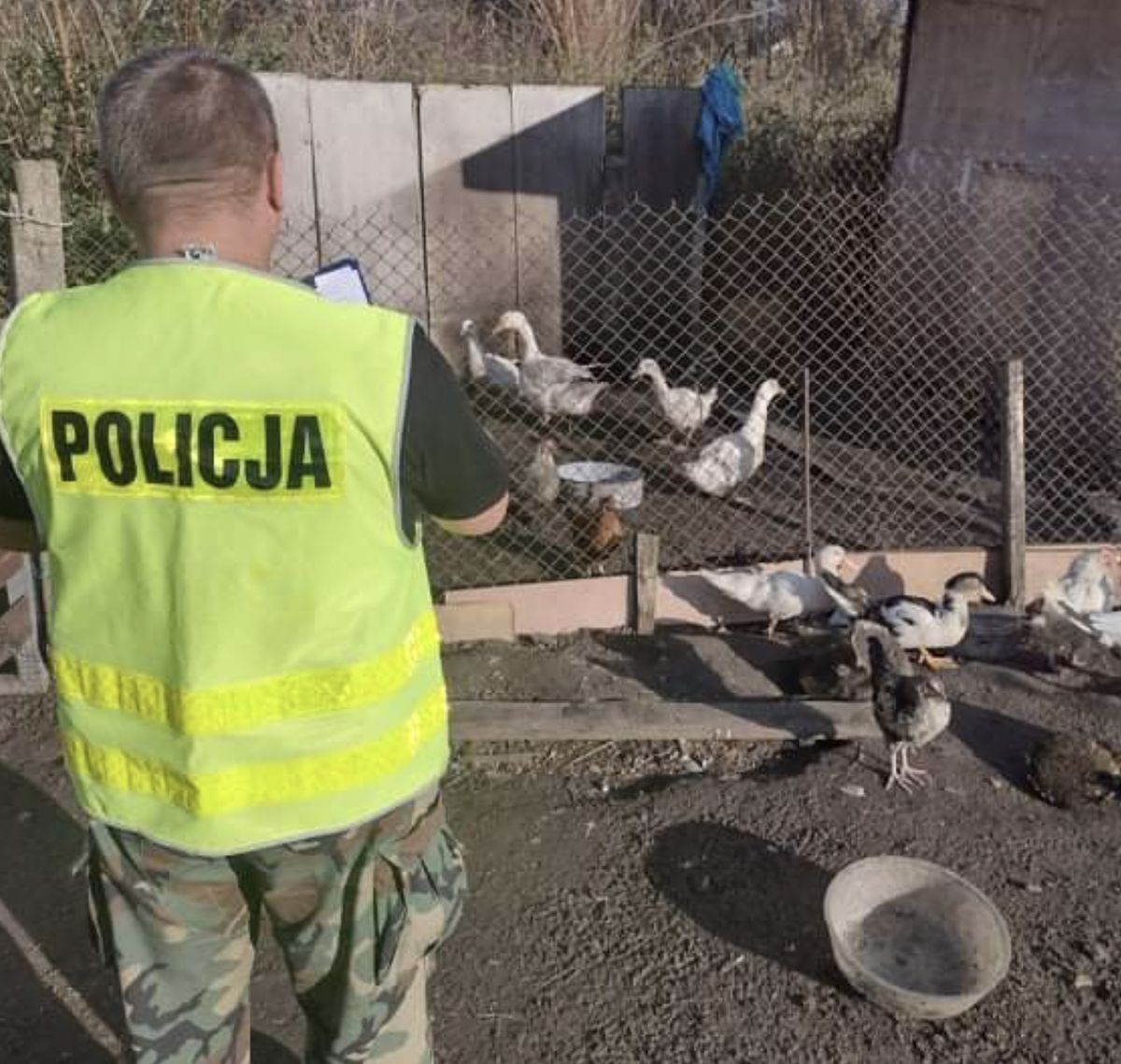 Kilkanaście kaczek zostało nocą skradzionych z gospodarstwa w Jaktorowie. Policjantom udało się odzyskać osiem z nich (Policja)