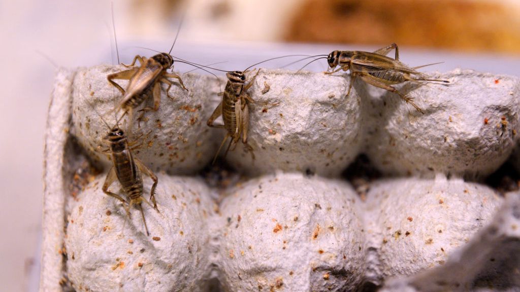 W Żabce Jush będzie można zamówić żywność z owadów. Zdjęcie ilustracyjne (Photo by Kathryn Scott/The Denver Post via Getty Images)