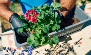 Powieś pelargonie do góry nogami. Ten zapomniany trik babć to absolutny hit ogrodników