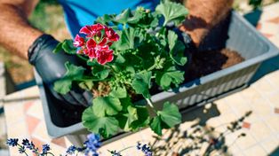 Powieś pelargonie do góry nogami. Ten zapomniany trik babć to absolutny hit ogrodników