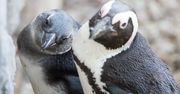 W zoo wykluły się cztery pingwiny przylądkowe