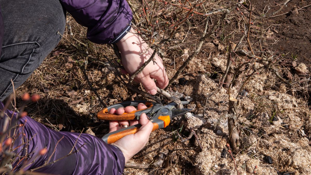 Kiedy przycinać borówkę?