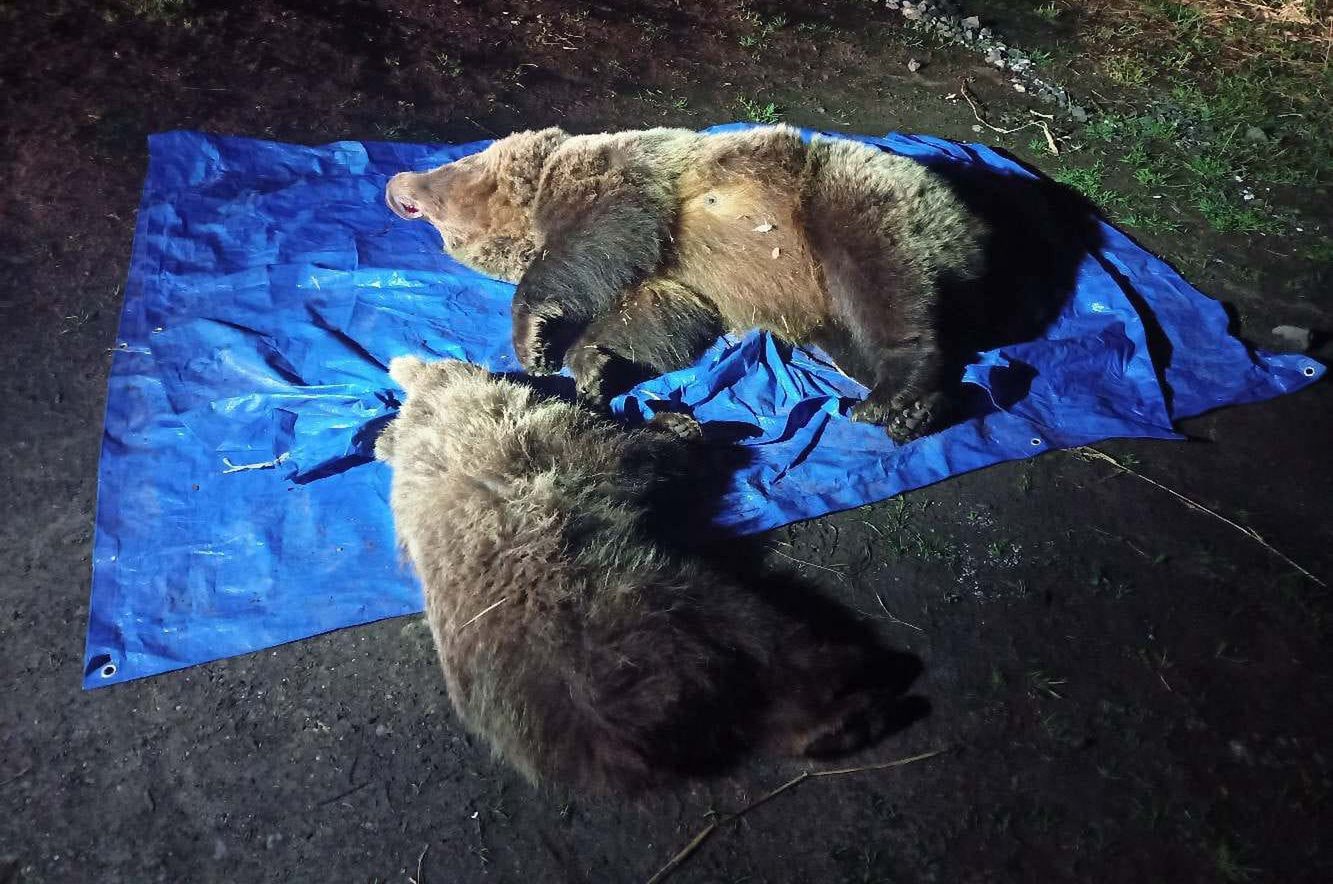 Strzały w Tatrach. Nie żyją niedźwiedzie