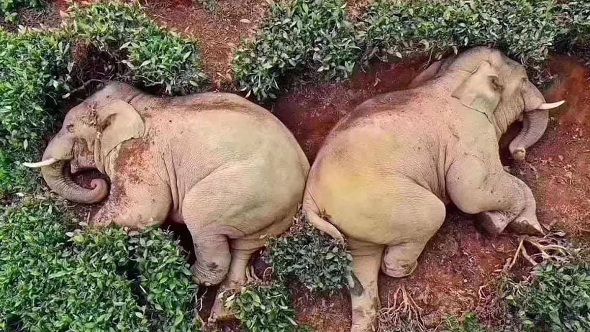 Pijane słonie z prowincji Junnan, delfiny w Wenecji i inne. Obalamy fake newsa 1