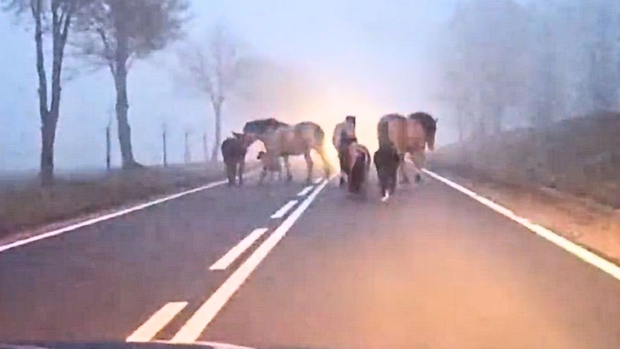 Wystraszyły się fajerwerków. Konie biegały po drodze w gęstej mgle