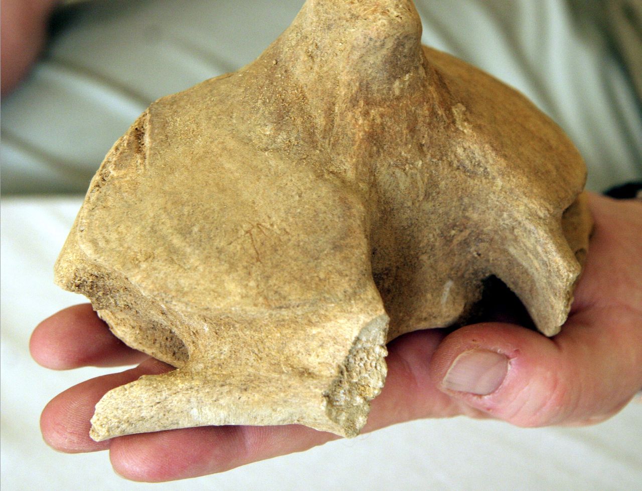 Dobra passa archeologów. Ponad 100 tys. zabytków na budowie drogi na Zamojszczyźnie