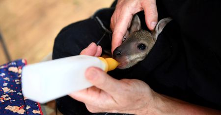 Australijczycy zajmują się zwierzętami. Wiele z nich odzyskało siły