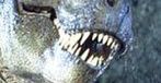 ''Park Jurajski'': Dinozaury Stevena Spielberga w 3D