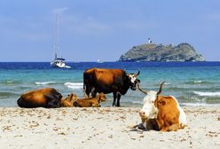Korsyka. Agresywne krowy atakują plażowiczów