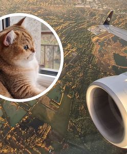 Samolotem z kotem. O tym musisz wiedzieć, chcąc zabrać pupila w podróż