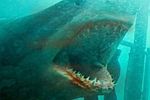 Sześć odmian rekinów zaatakuje w polskich kinach
