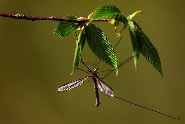 Już za 10 lat w Europie mogą pojawić się komary przenoszące groźne choroby zakaźne 