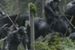''War of the Planet of the Apes'': Gabriel Chavarria walczy z małpami